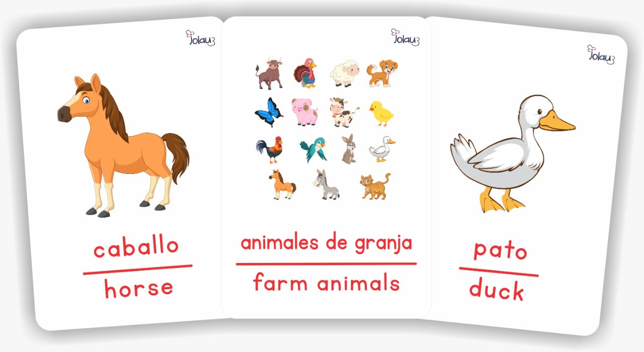 Flashcards